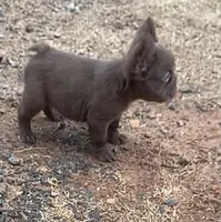 Silk- Solid aa Rojo fluffy female ( Micro) , a female French Bulldog for sale in Birmingham, AL – Photo 3 of 10