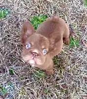 Silk- Solid aa Rojo fluffy female ( Micro) , a female French Bulldog for sale in Birmingham, AL – Photo 2 of 10