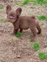 Silk- Solid aa Rojo fluffy female ( Micro) , a female French Bulldog for sale in Birmingham, AL – Photo 10 of 10
