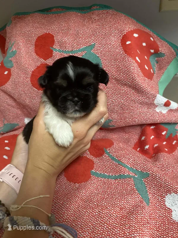 Mocha – Shih Tzu puppy for sale in Pickens, SC