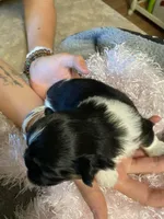 Mocha, a female Shih Tzu for sale in Pickens, SC – Photo 2 of 4