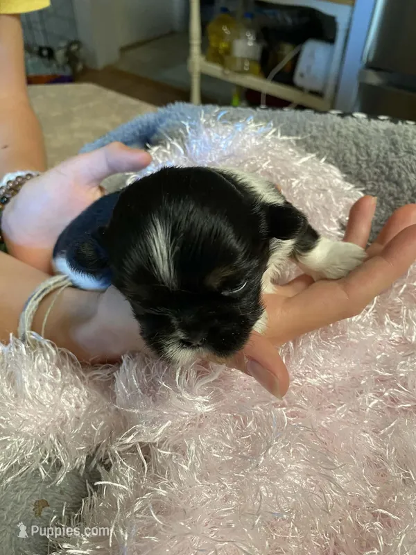 Mocha – Shih Tzu puppy for sale in Pickens, SC