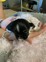 Mocha, a female Shih Tzu for sale in Pickens, SC – Photo 1 of 4