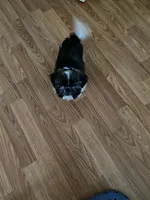 Asher, a male Shih Tzu for sale in Pickens, SC – 3 of 7