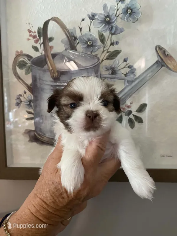 Lillie – Shih Tzu puppy for sale in Pickens, SC