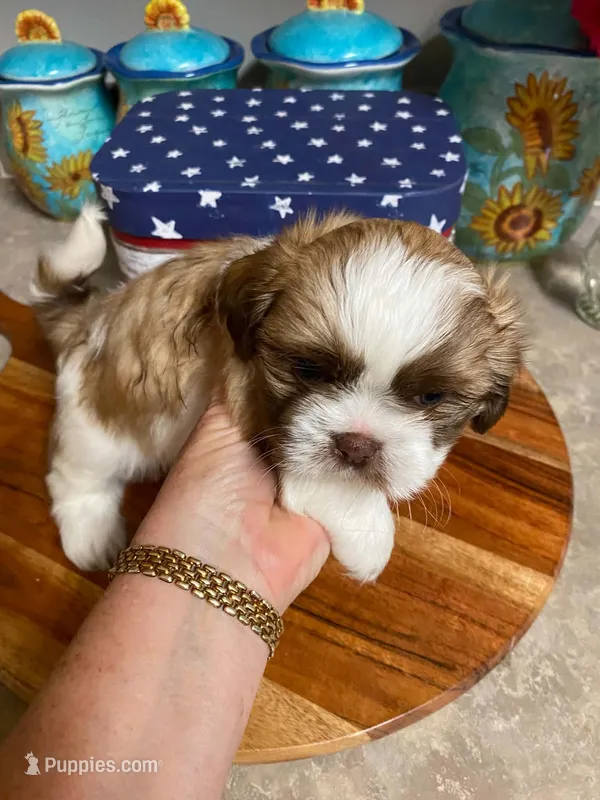 Rusty – Shih Tzu puppy for sale in Pickens, SC