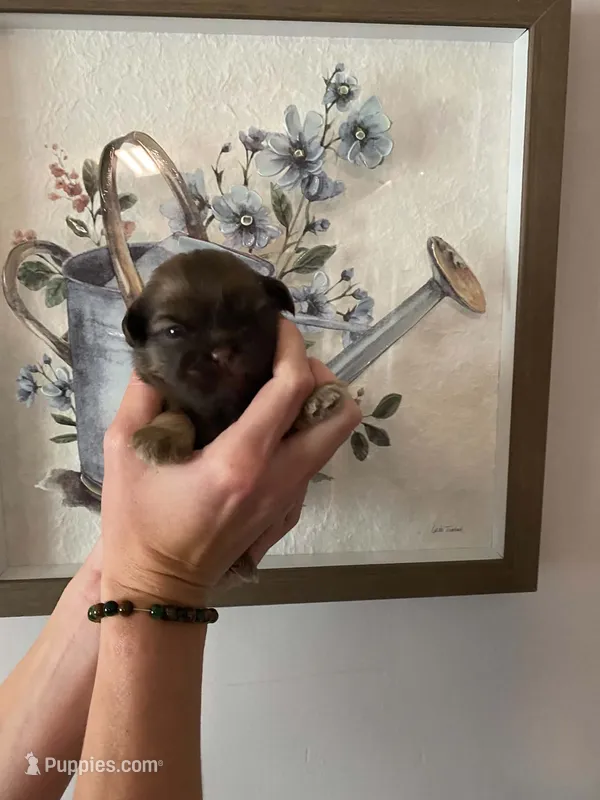 Rocky – Shih Tzu puppy for sale in Pickens, SC