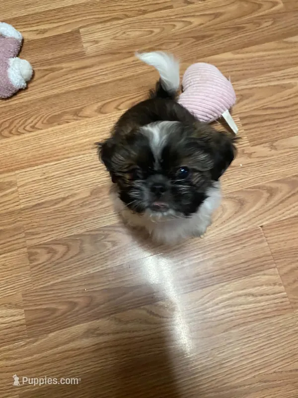 Duke – Shih Tzu puppy for sale in Pickens, SC