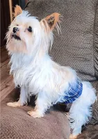 Lala's Boy, a male Yorkshire Terrier for sale in Pickens, SC – Photo 6 of 6