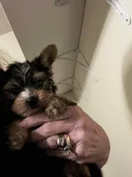 Lala's Boy, a male Yorkshire Terrier for sale in Pickens, SC – Photo 2 of 6