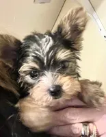 Lala's Boy, a male Yorkshire Terrier for sale in Pickens, SC – Photo 3 of 6