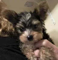 Lala's Boy, a male Yorkshire Terrier for sale in Pickens, SC – Photo 1 of 6