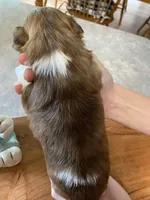 Rusty, a male Shih Tzu for sale in Pickens, SC – Photo 2 of 2