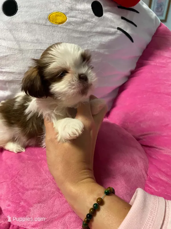 Charlotte – Shih Tzu puppy for sale in Pickens, SC
