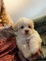 Maxwell, a male Shihpoo for sale in Pickens, SC – 3 of 3