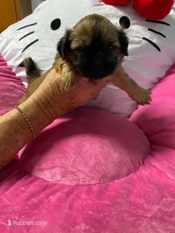 Tally – Shih Tzu puppy for sale in Pickens, SC