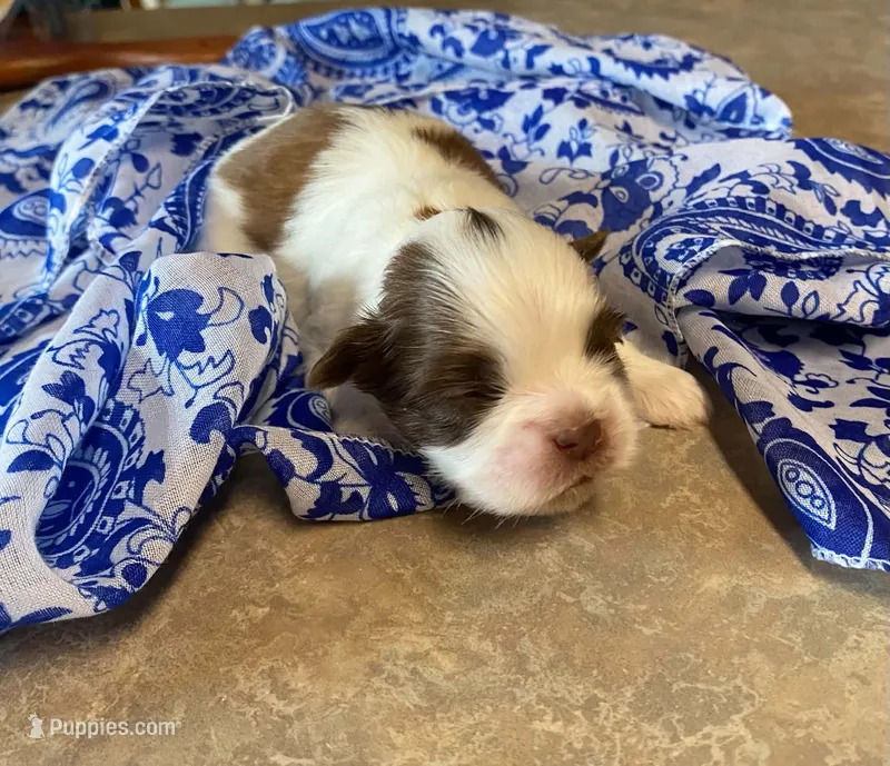 Cooper – Shih Tzu puppy for sale in Pickens, SC