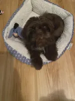 Binky, a female Shih Tzu for sale in Pickens, SC – Photo 2 of 2