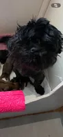 Tally, a female Shih Tzu for sale in Pickens, SC – 3 of 4