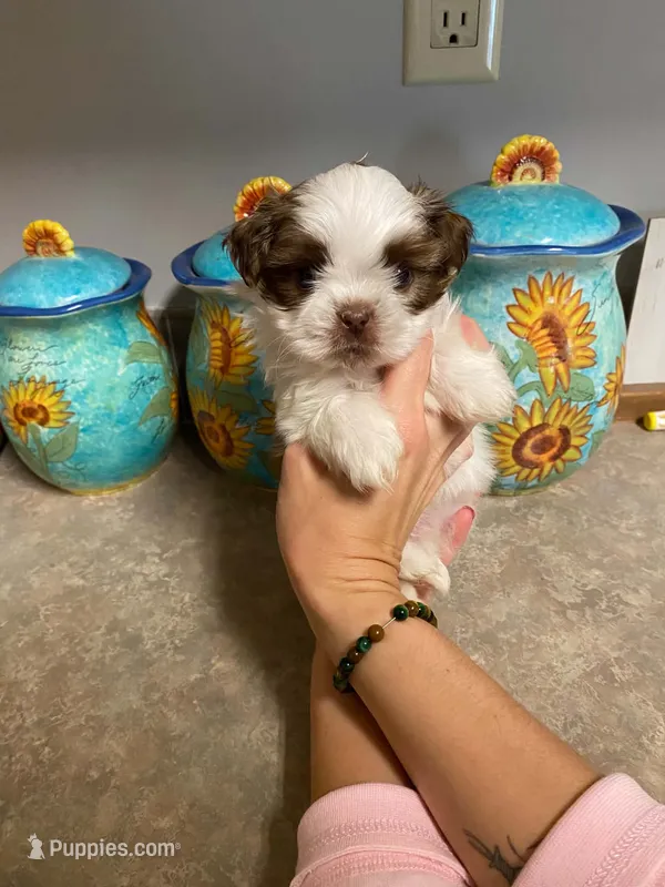 Max – Shih Tzu puppy for sale in Pickens, SC