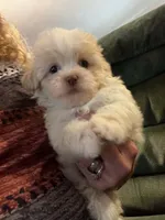 Maxwell, a male Shihpoo for sale in Pickens, SC – 2 of 3