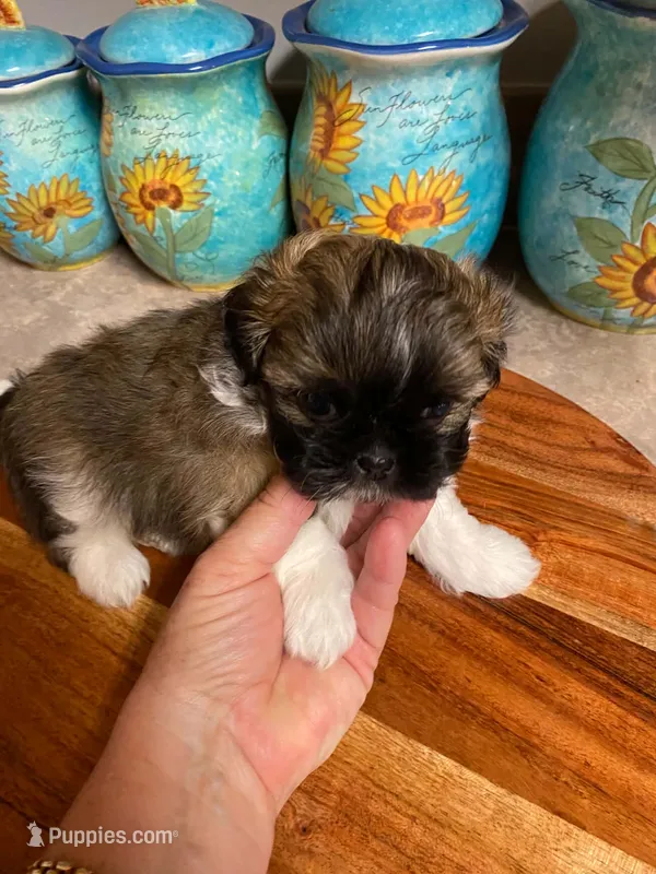 Lola – Shih Tzu puppy for sale in Pickens, SC