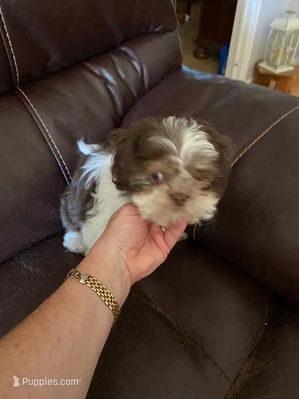Gizmo – Shih Tzu puppy for sale in Pickens, SC