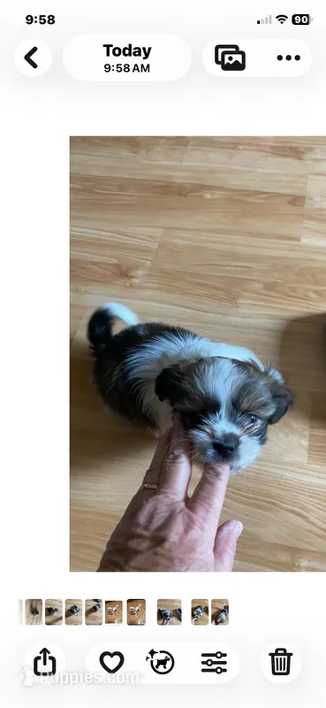 Pebbles – Shih Tzu puppy for sale in Pickens, SC