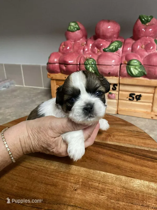 Pebbles – Shih Tzu puppy for sale in Pickens, SC