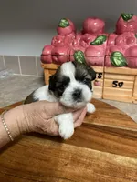 Pebbles, a female Shih Tzu for sale in Pickens, SC – Photo 1 of 3