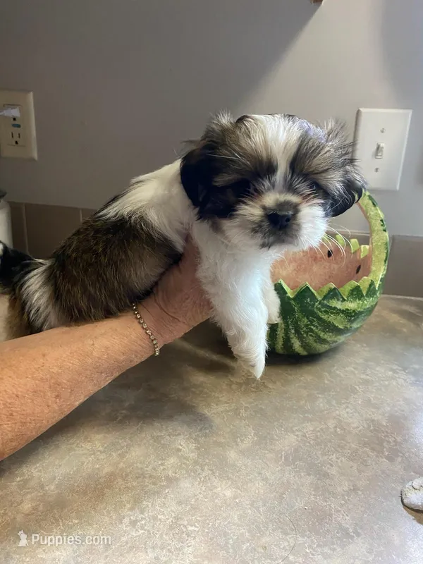 Pebbles – Shih Tzu puppy for sale in Pickens, SC