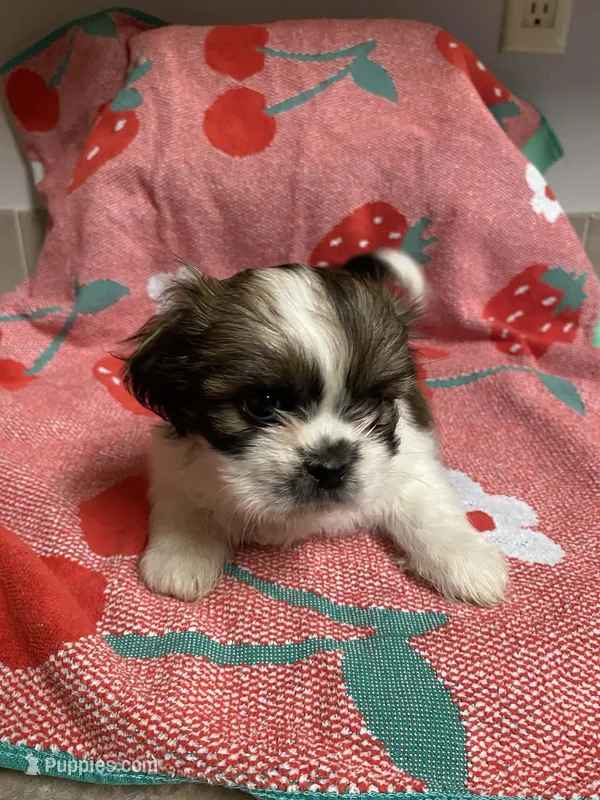 Pebbles – Shih Tzu puppy for sale in Pickens, SC