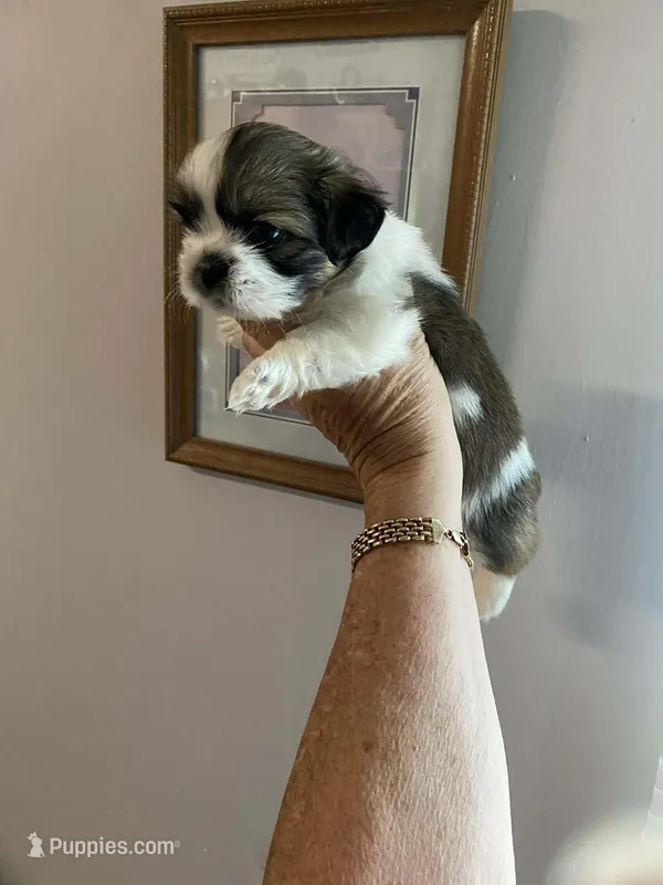 Pebbles – Shih Tzu puppy for sale in Pickens, SC