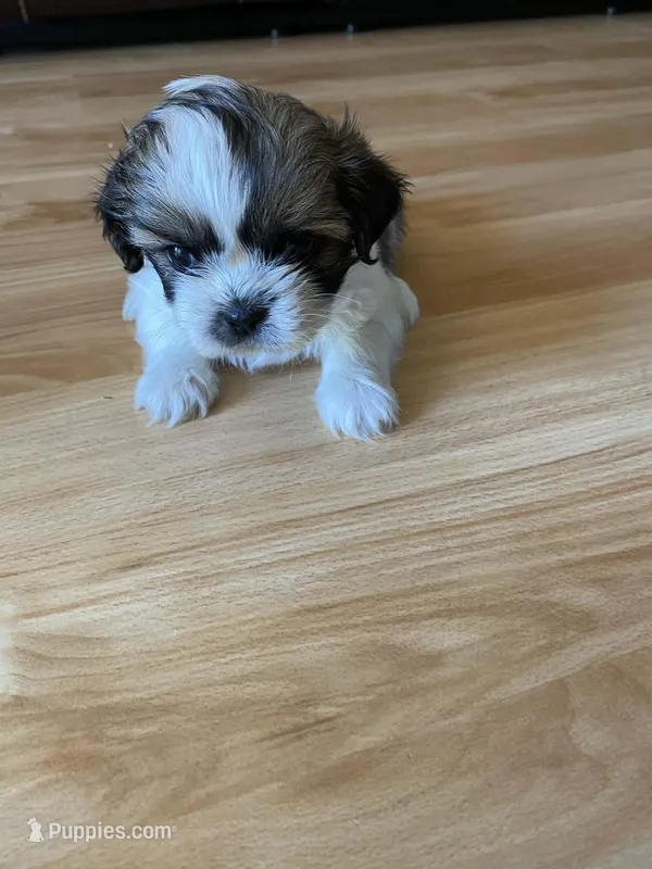 Pebbles – Shih Tzu puppy for sale in Pickens, SC