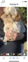 Pebbles, a female Shih Tzu for sale in Pickens, SC – 3 of 4