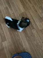 Asher, a male Shih Tzu for sale in Pickens, SC – 4 of 7