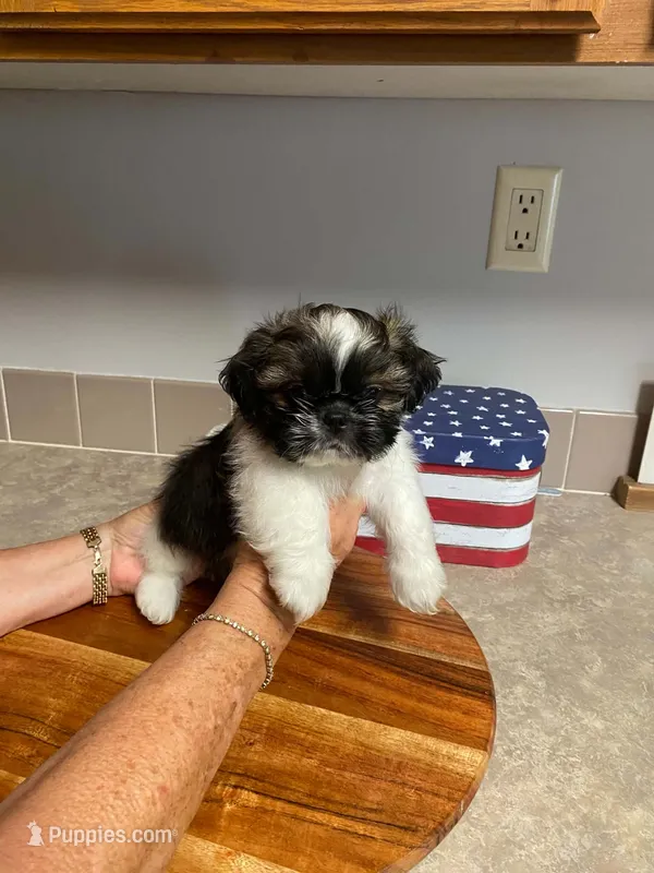 Duke – Shih Tzu puppy for sale in Pickens, SC