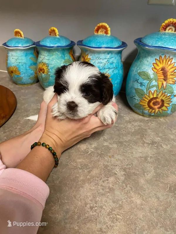 Rocky – Shih Tzu puppy for sale in Pickens, SC