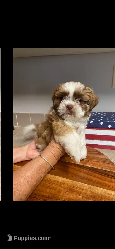 Rusty – Shih Tzu puppy for sale in Pickens, SC