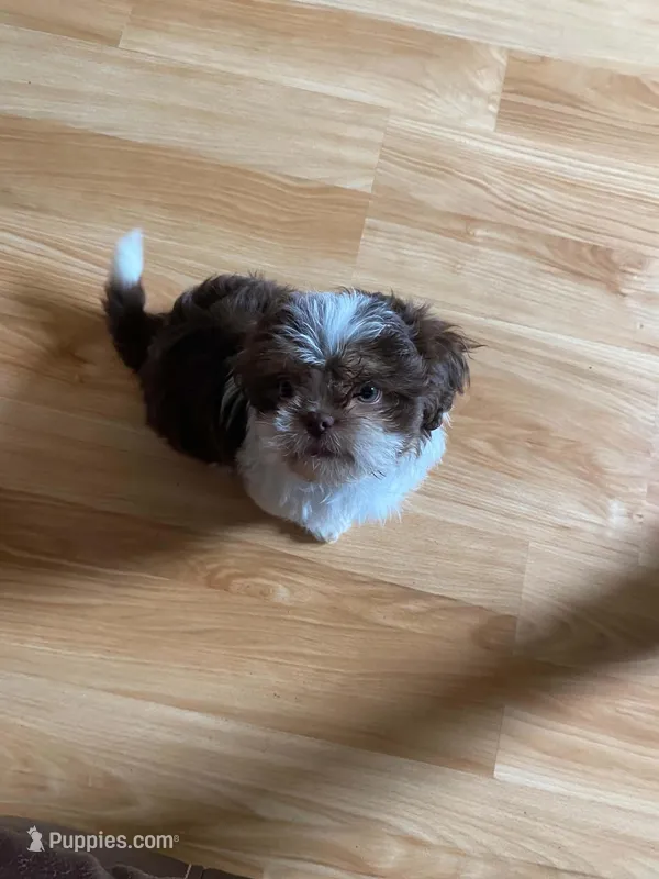 Gizmo – Shih Tzu puppy for sale in Pickens, SC