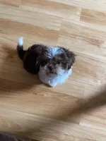 Gizmo, a male Shih Tzu for sale in Pickens, SC – 1 of 5