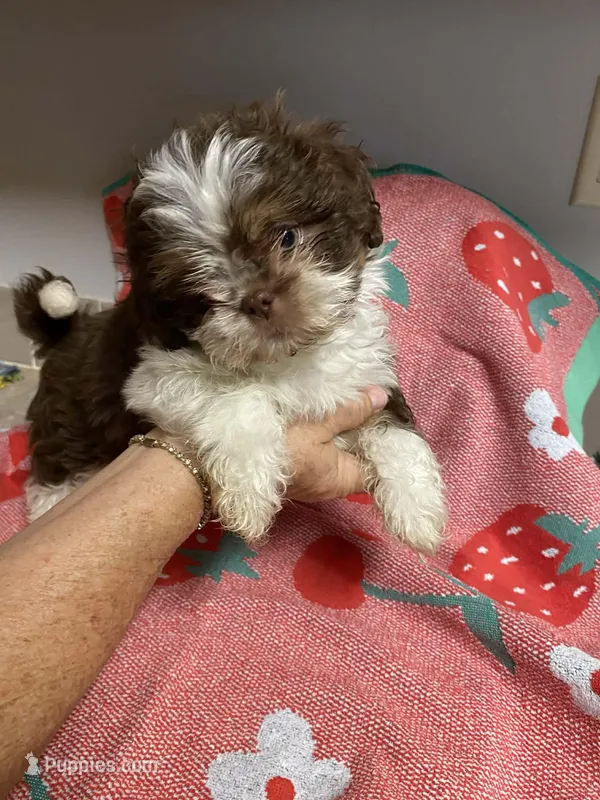 Gizmo – Shih Tzu puppy for sale in Pickens, SC
