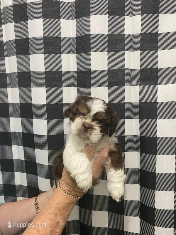 Gizmo – Shih Tzu puppy for sale in Pickens, SC
