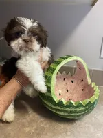 Gizmo, a male Shih Tzu for sale in Pickens, SC – 2 of 5