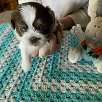 Gizmo, a male Shih Tzu for sale in Pickens, SC – Photo 1 of 6