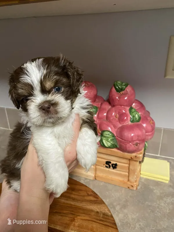 Gizmo – Shih Tzu puppy for sale in Pickens, SC