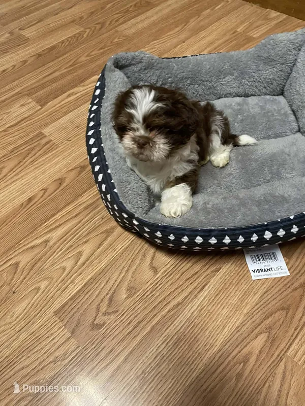 Gizmo – Shih Tzu puppy for sale in Pickens, SC
