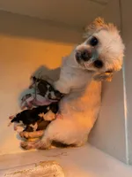 Gizmo, a male Shih Tzu for sale in Pickens, SC – 3 of 5