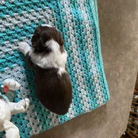 Gizmo, a male Shih Tzu for sale in Pickens, SC – Photo 2 of 6
