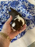 Gizmo, a male Shih Tzu for sale in Pickens, SC – Photo 3 of 6